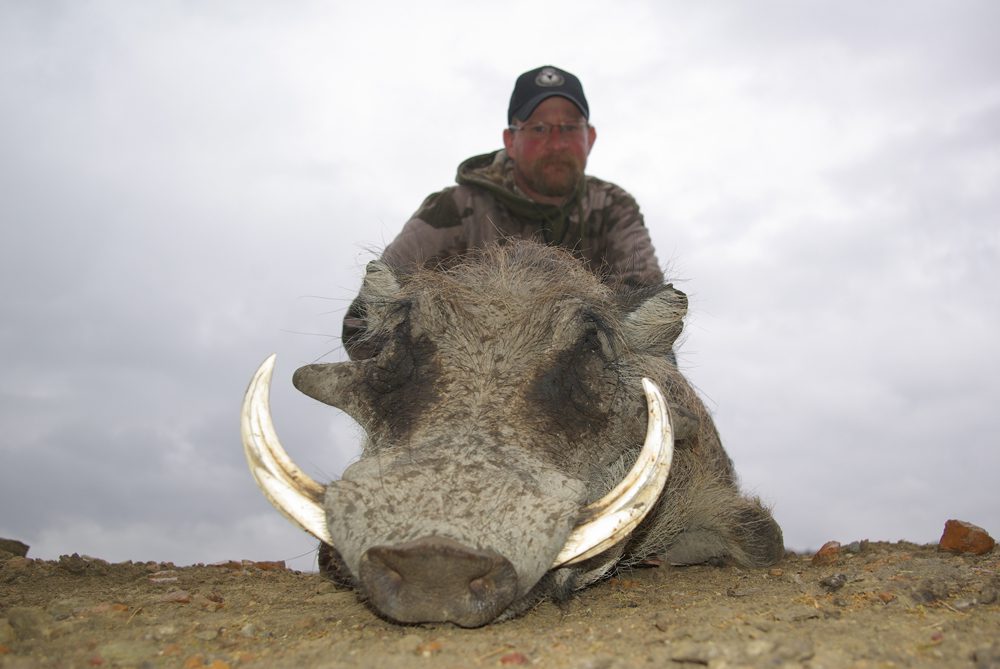 Warthog