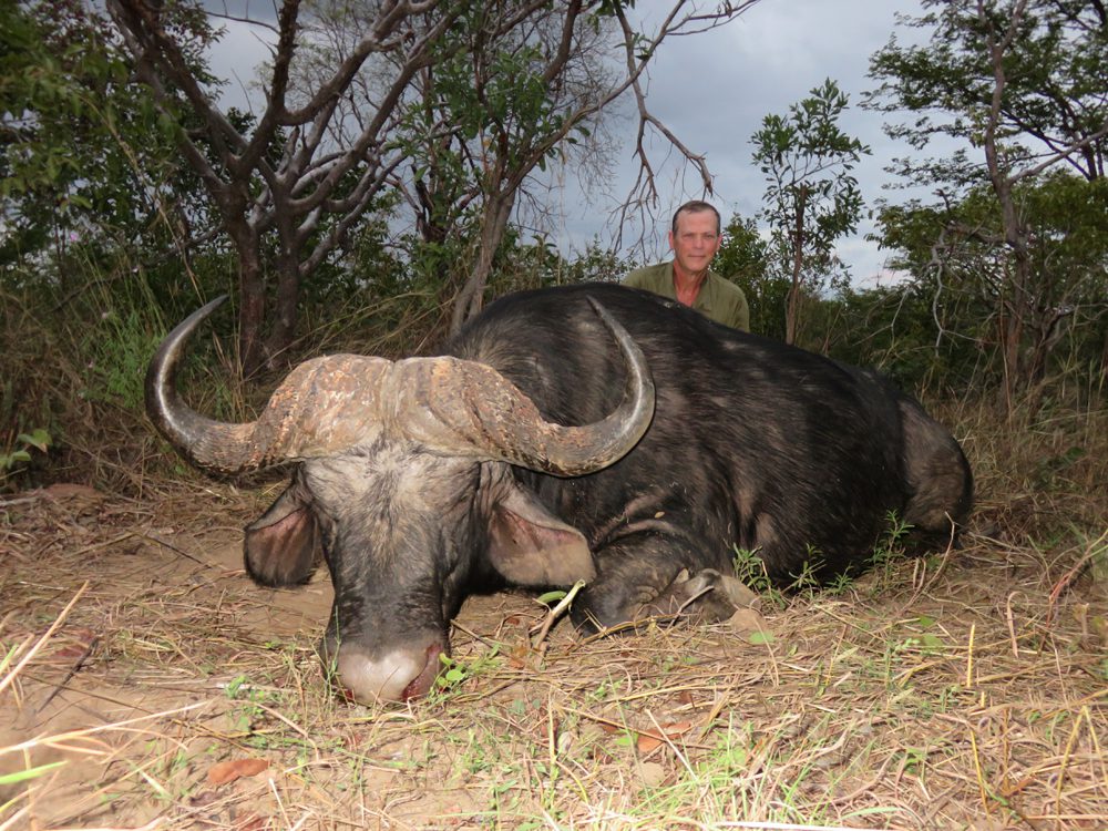 Buffalo