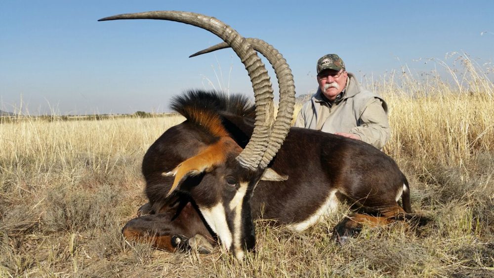 Sable Antelope
