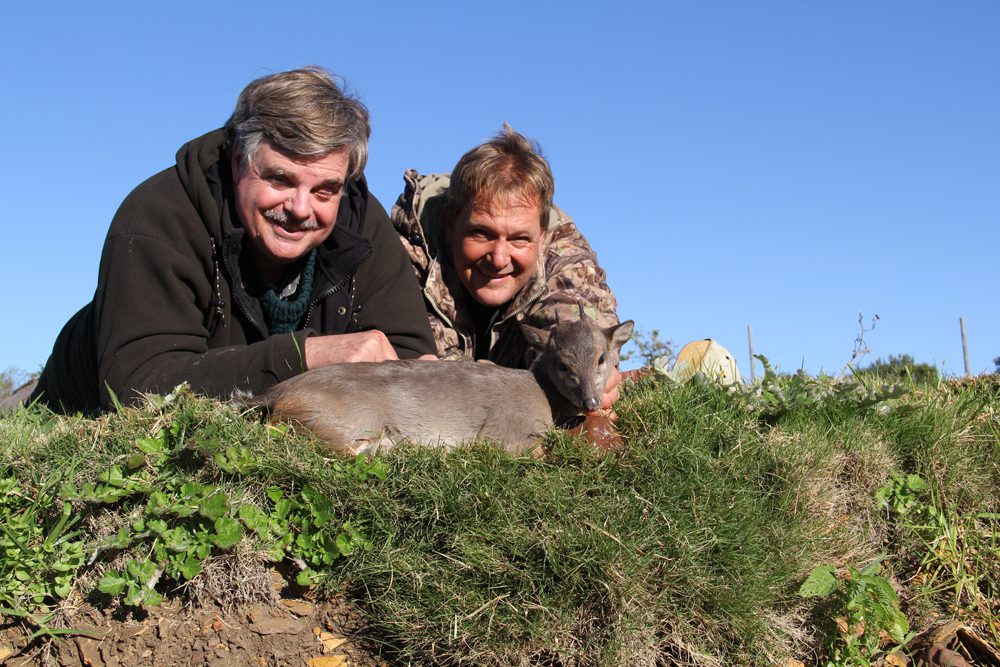 Duiker