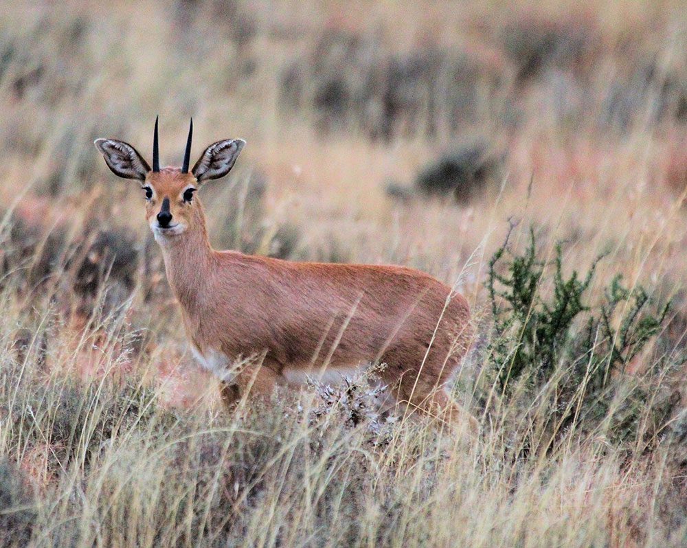 Grysbuck