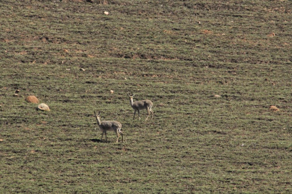 Grey Rheebuck