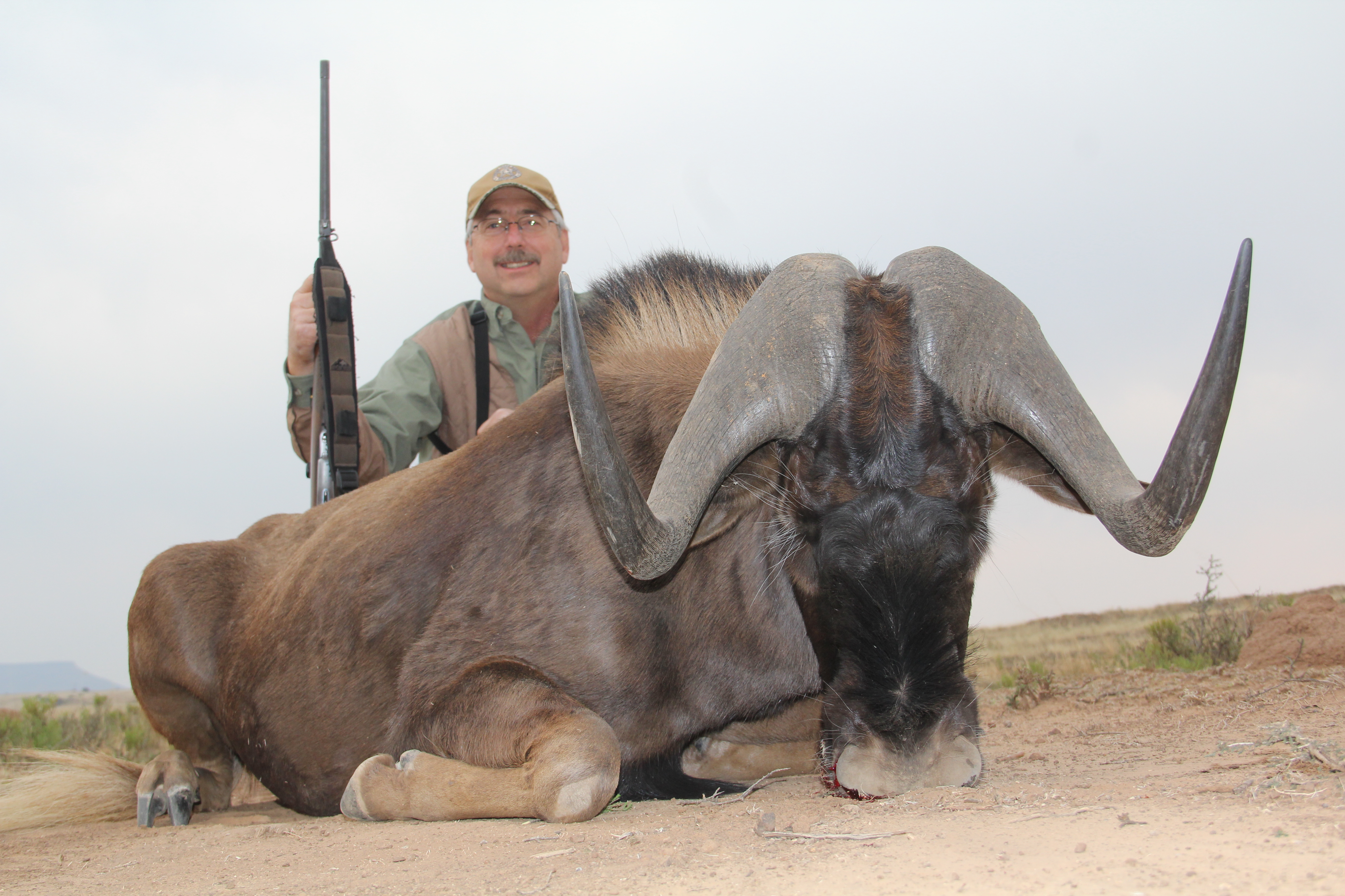 Black Wildebeest