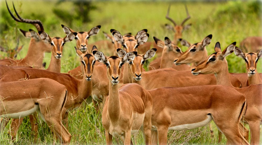 Impala