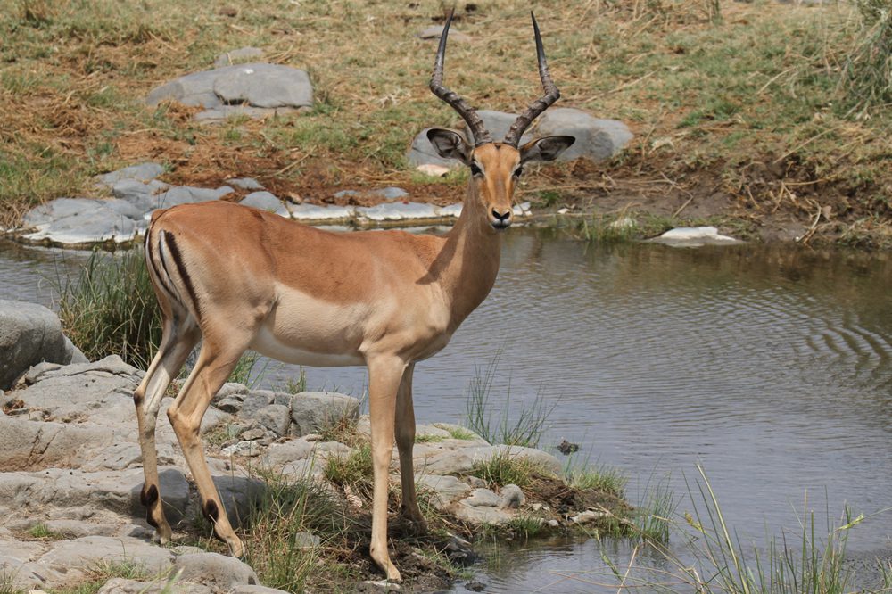 Impala