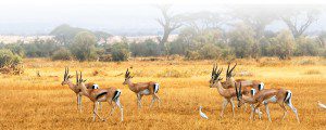 Information-Lategan-Safari