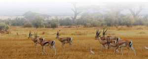 Information-Lategan-Safari