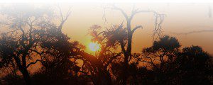 Information-Lategan-Safari