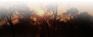Information-Lategan-Safari