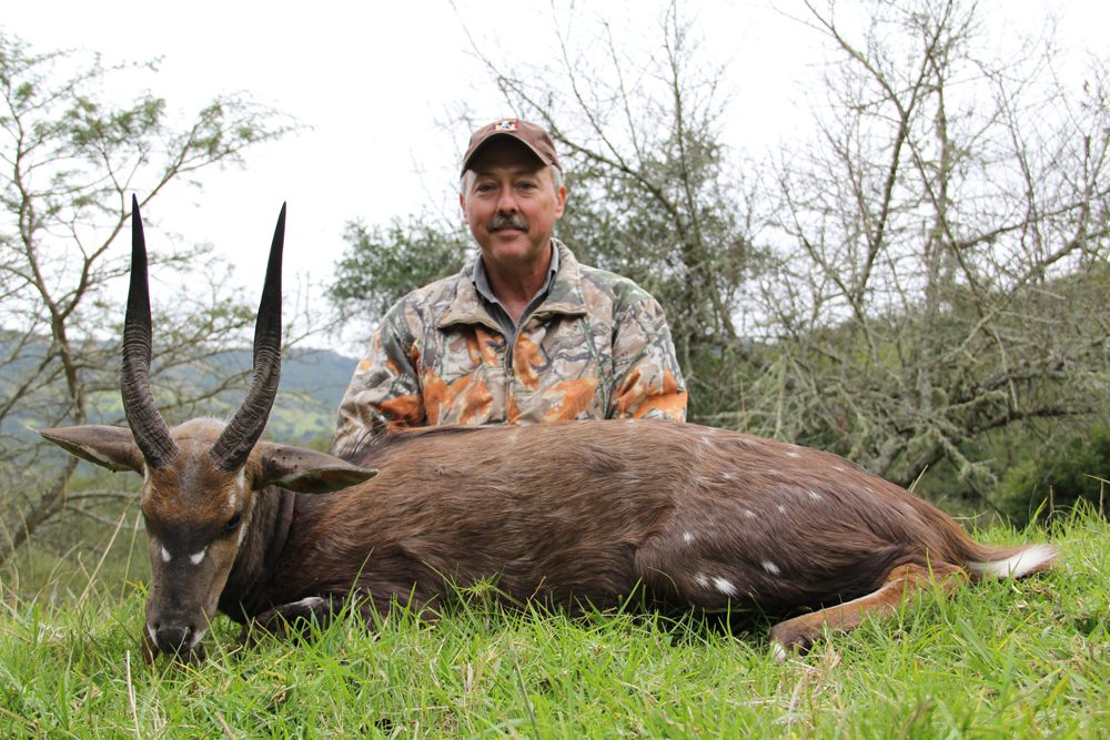 Bushbuck