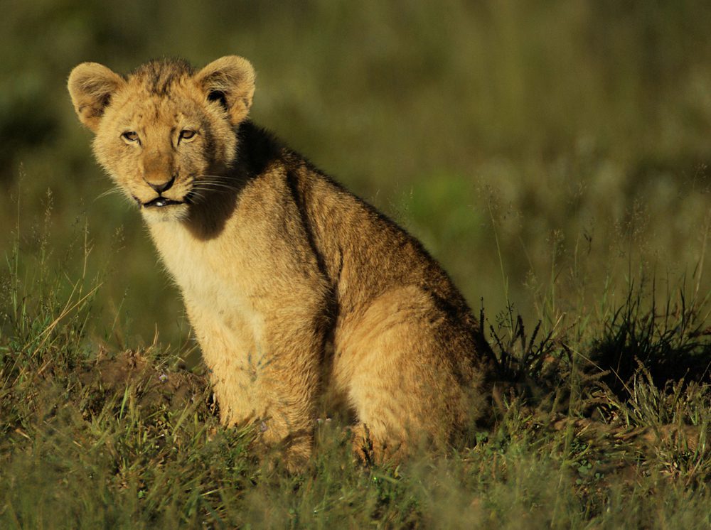 Lion