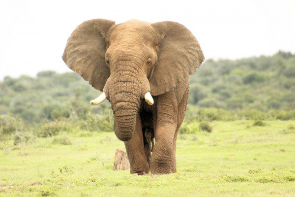 Elephant