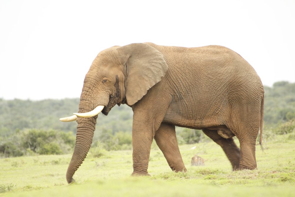 Elephant