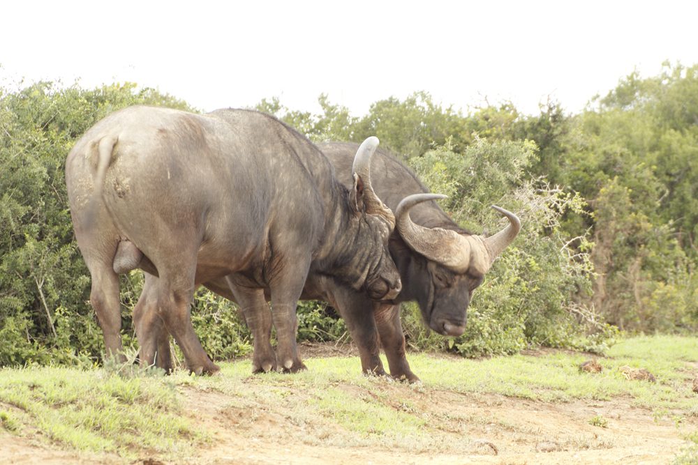 Buffalo