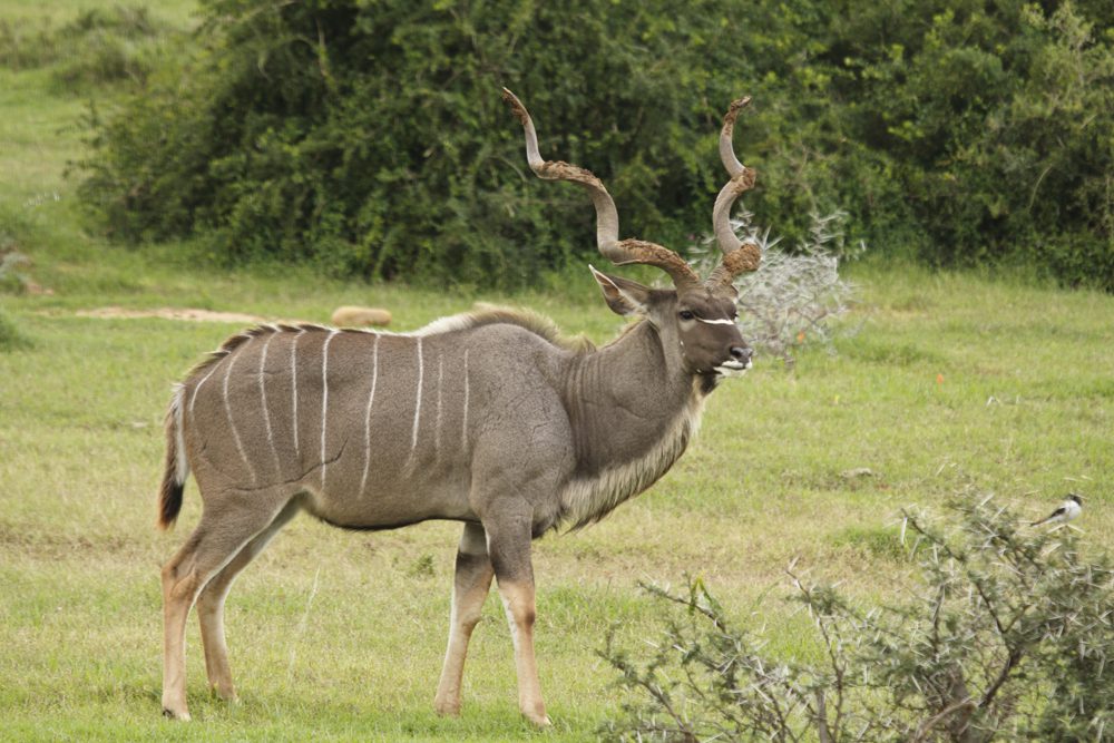 Kudu