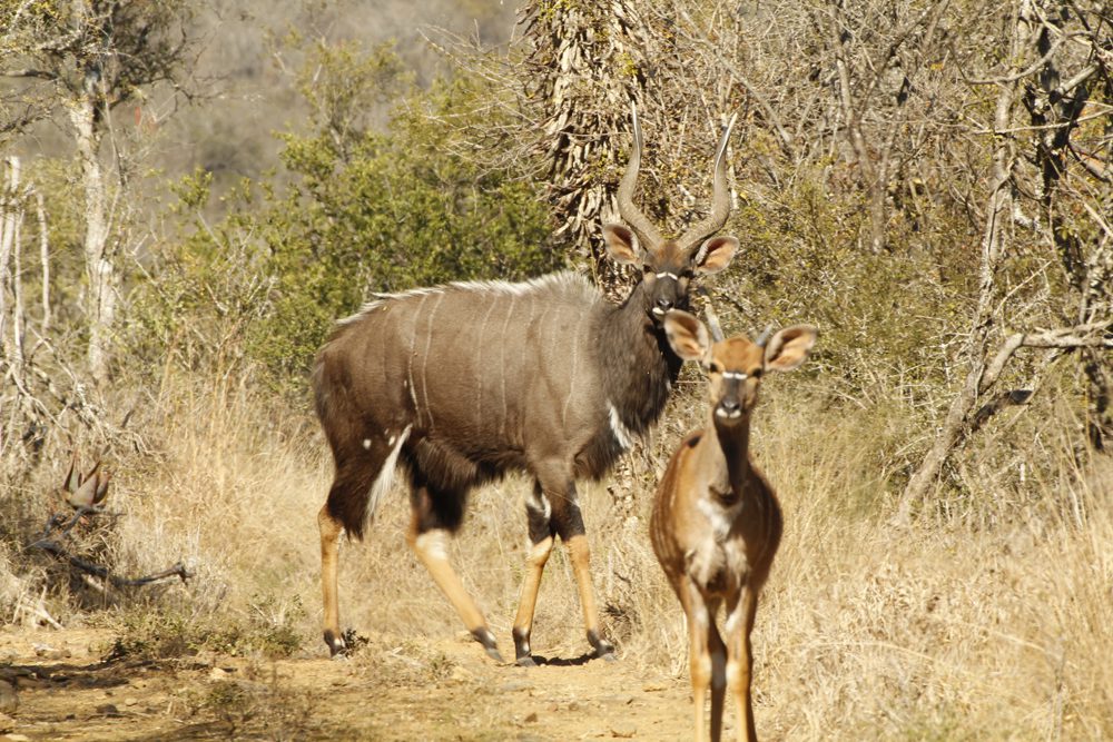 Njala