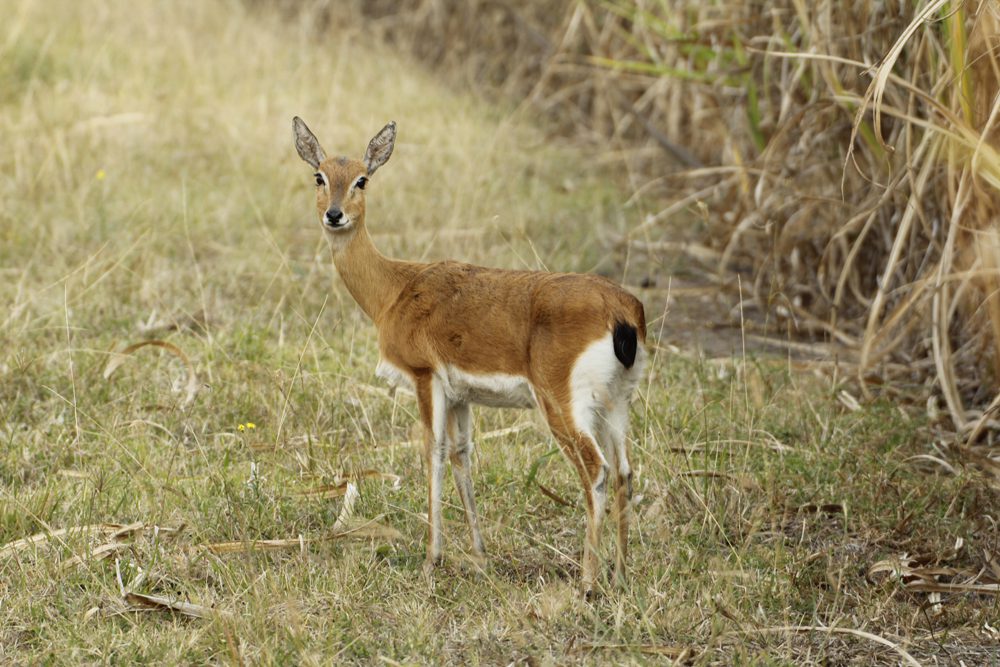 Oribi