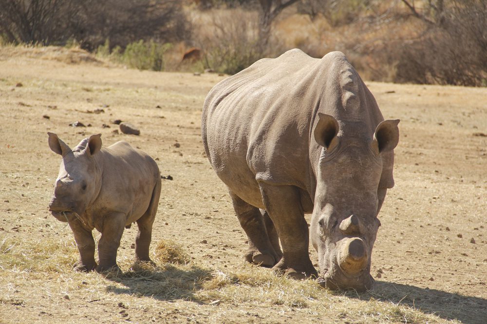 White Rhinocerus
