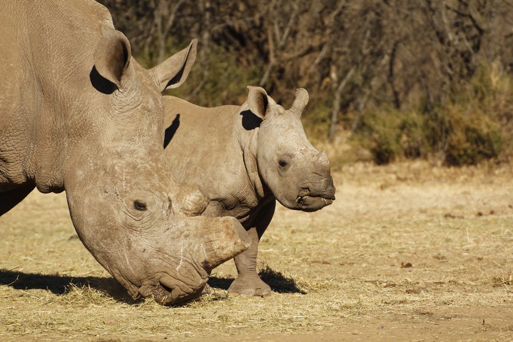 White Rhinocerus