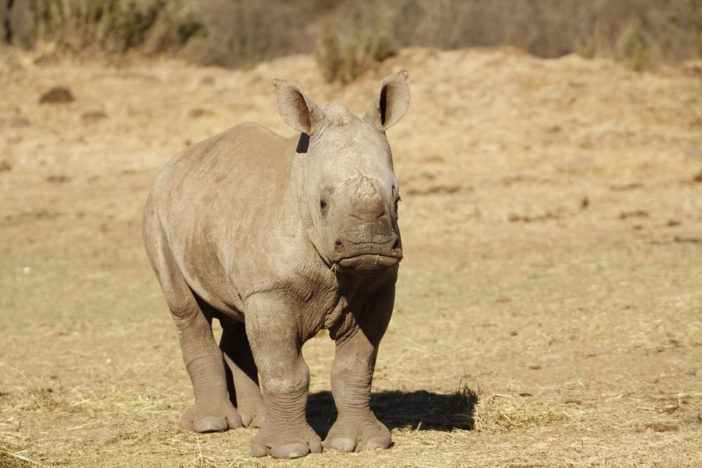 White Rhinocerus