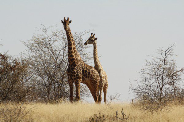Giraffe