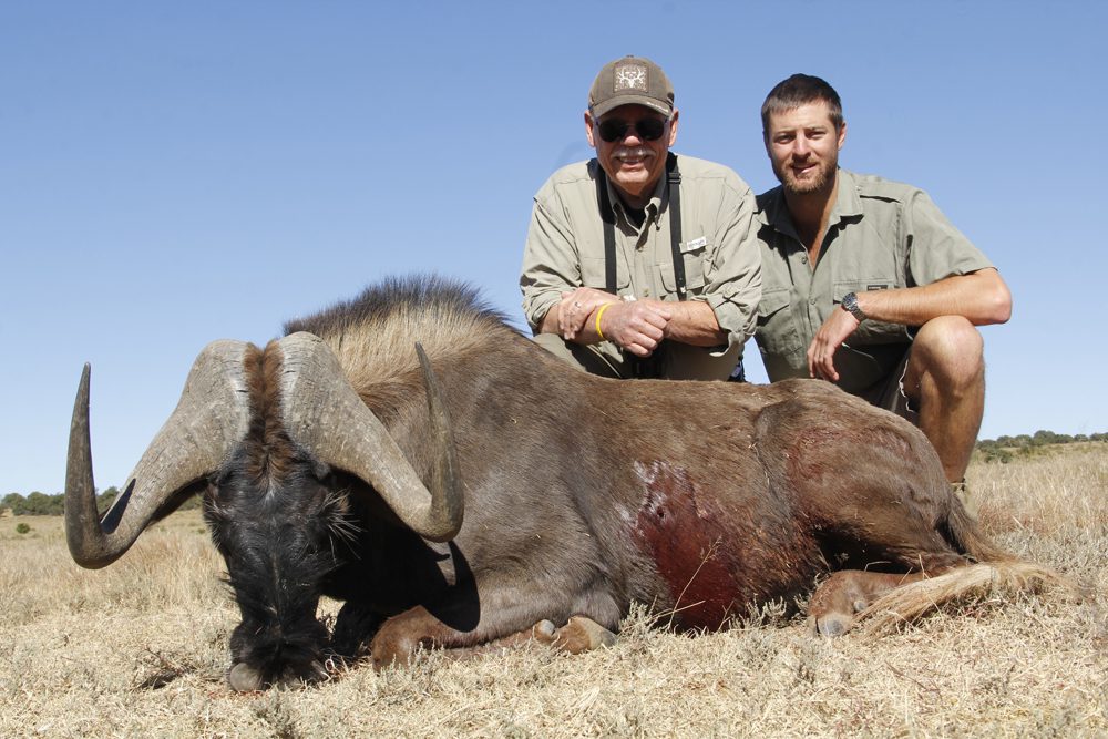 Black Wildebeest