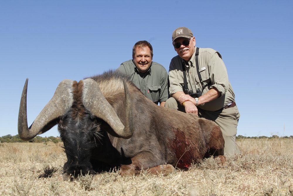 Black Wildebeest