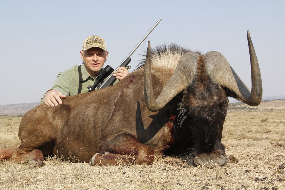 Black Wildebeest