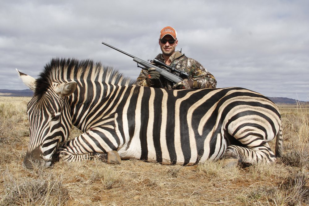 Zebra