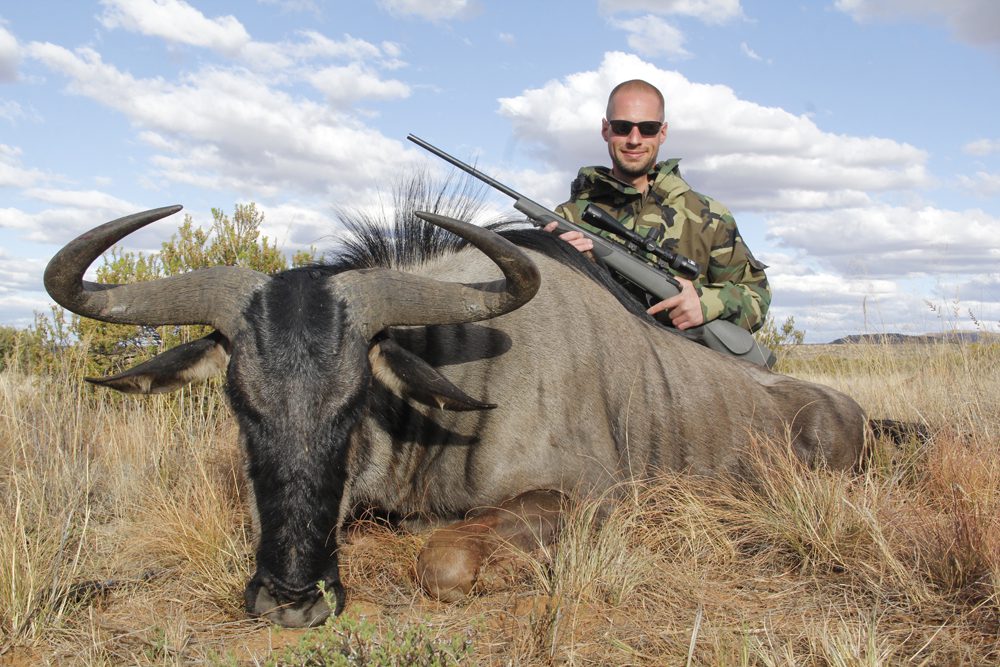 Blue Wildebeest