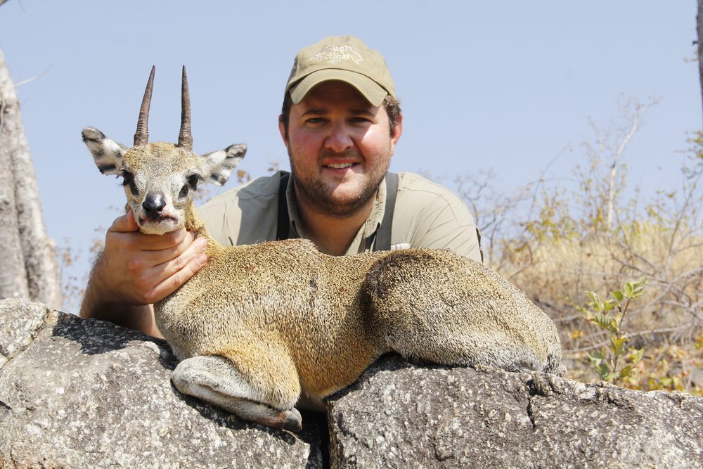 Klipspringer