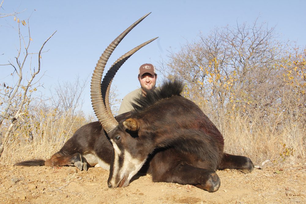 Sable Antelope