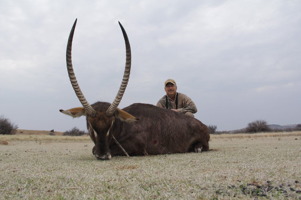 Waterbuck