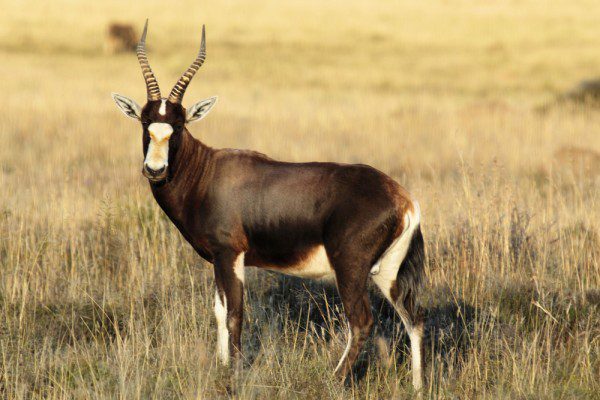 Blesbuck