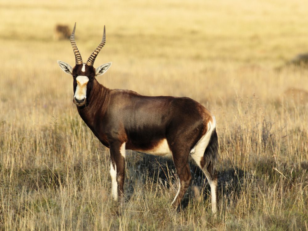 Blesbuck