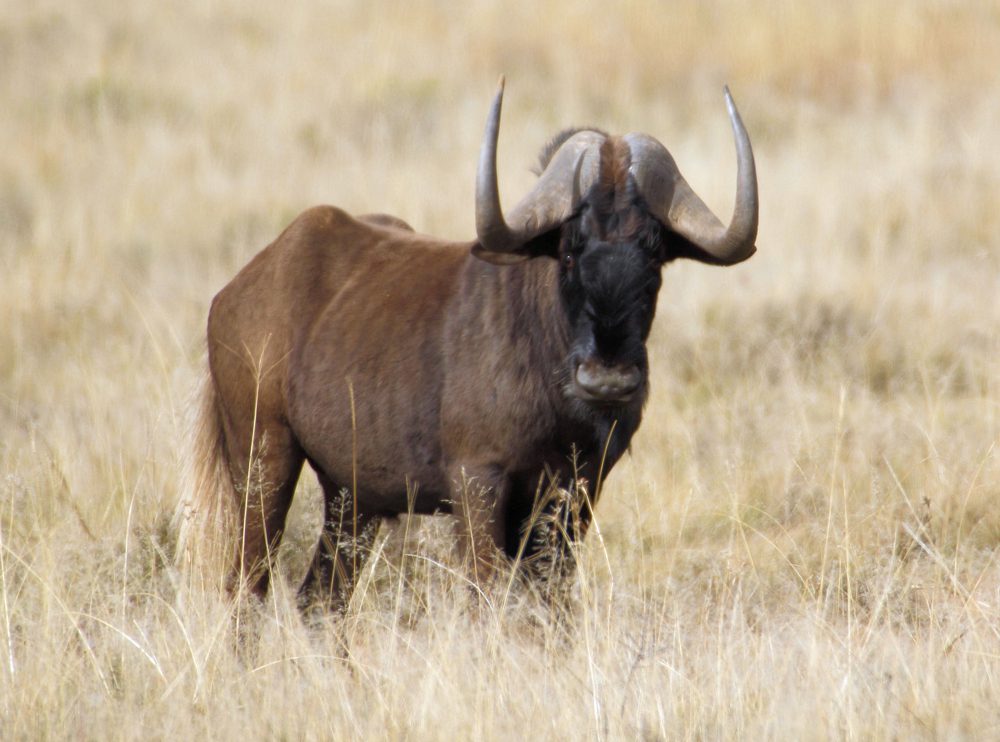 Black Wildebeest
