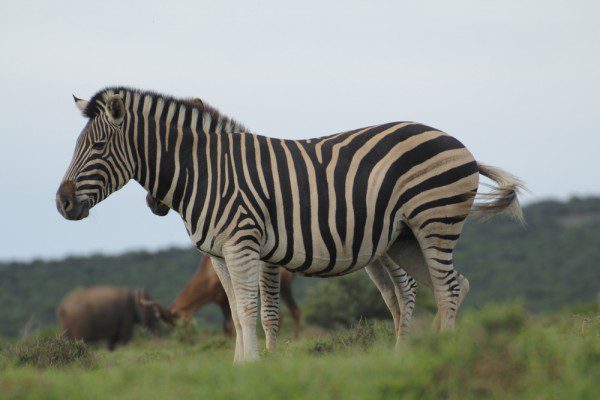 Zebra