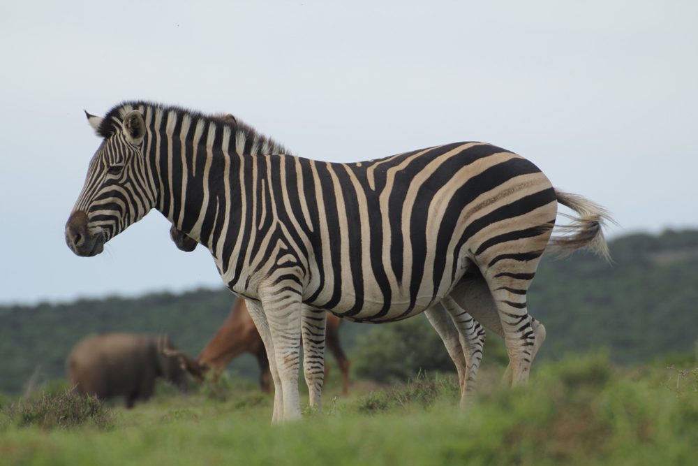 Zebra