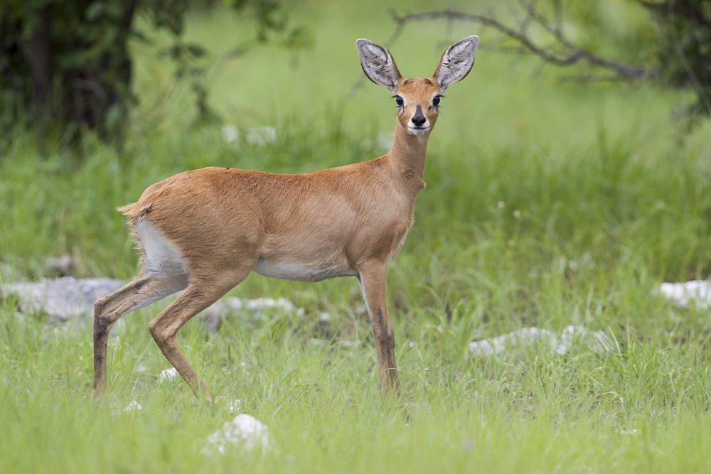 Steinbuck
