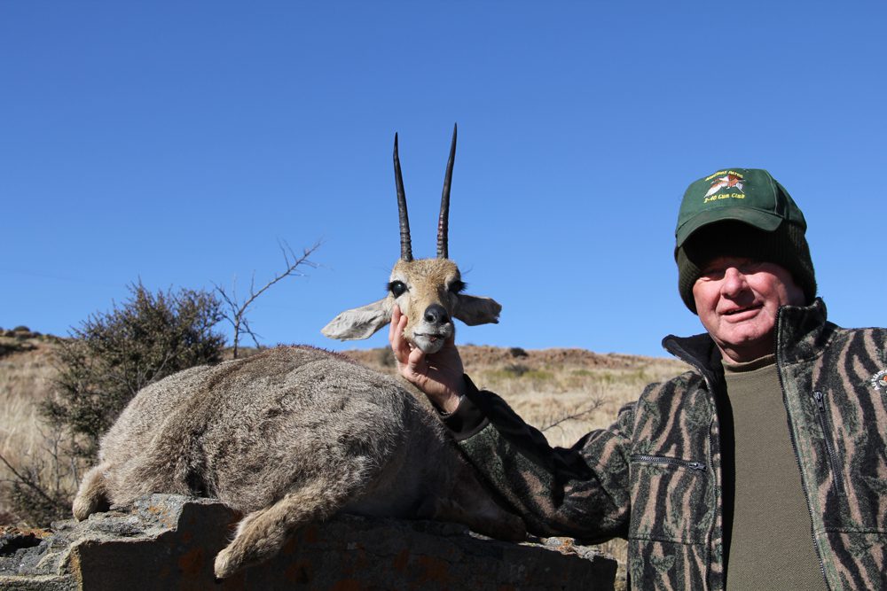 Grey Rheebuck