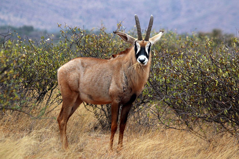 Roan Antelope