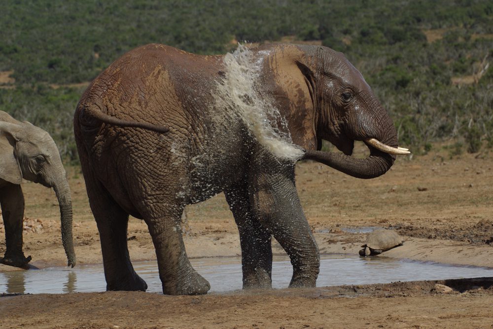 Elephant