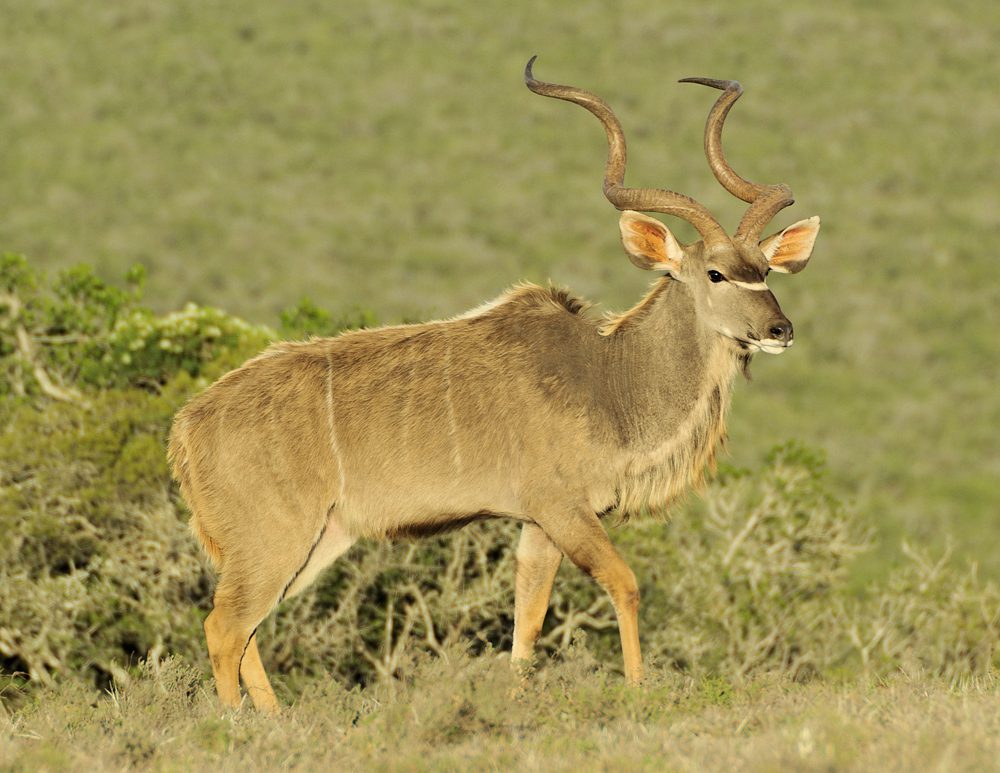 Kudu
