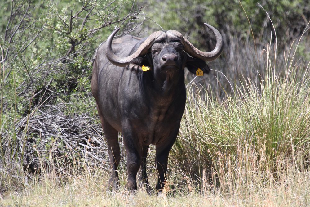 Buffalo