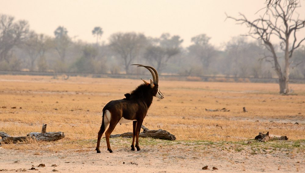 Sable Antelope