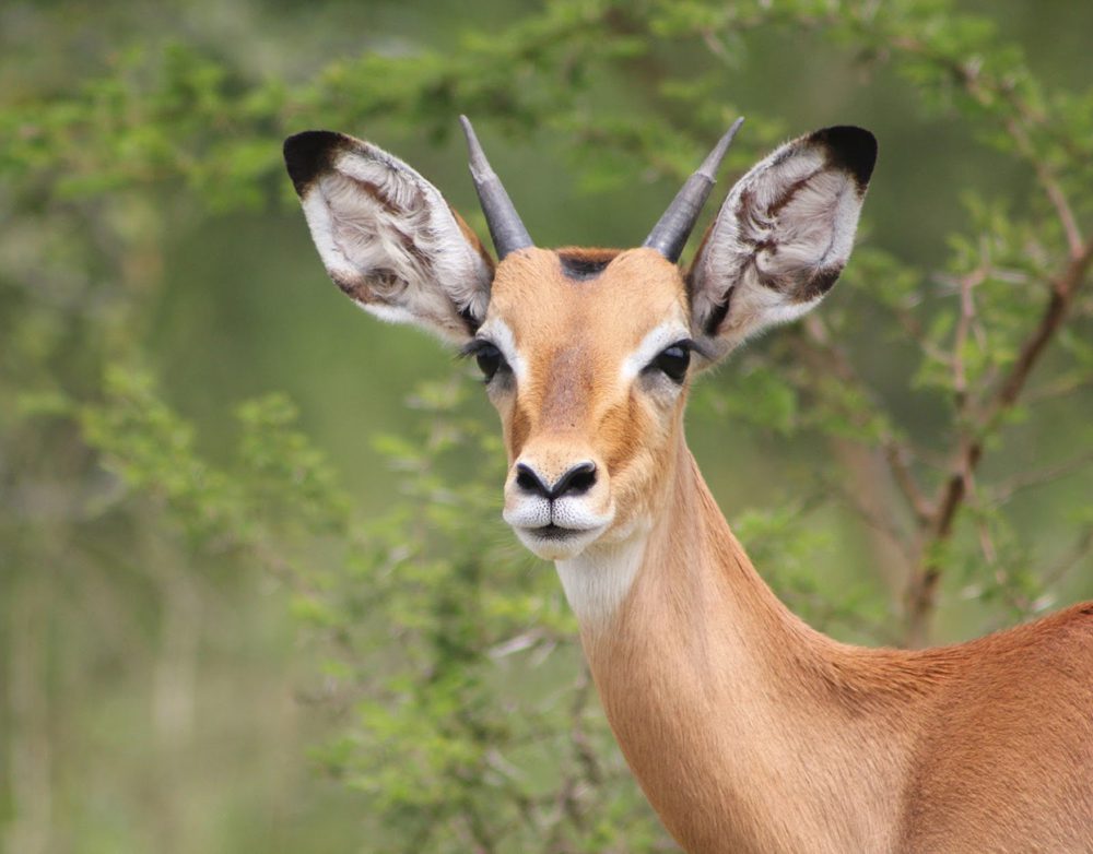 Oribi