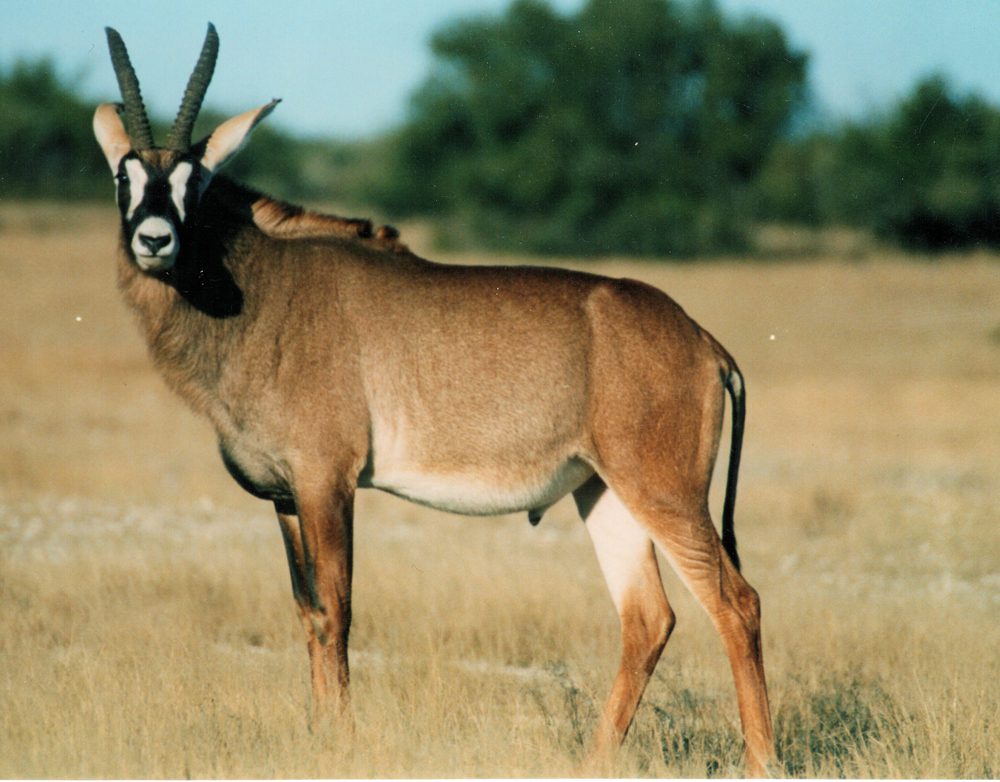 Roan Antelope