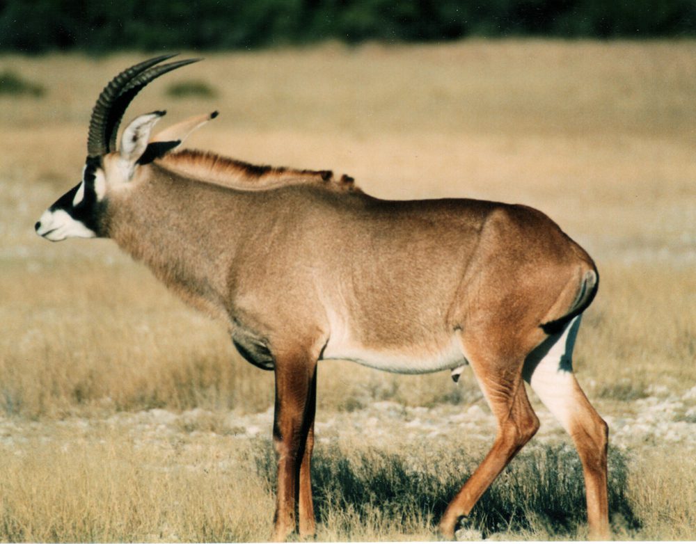 Roan Antelope