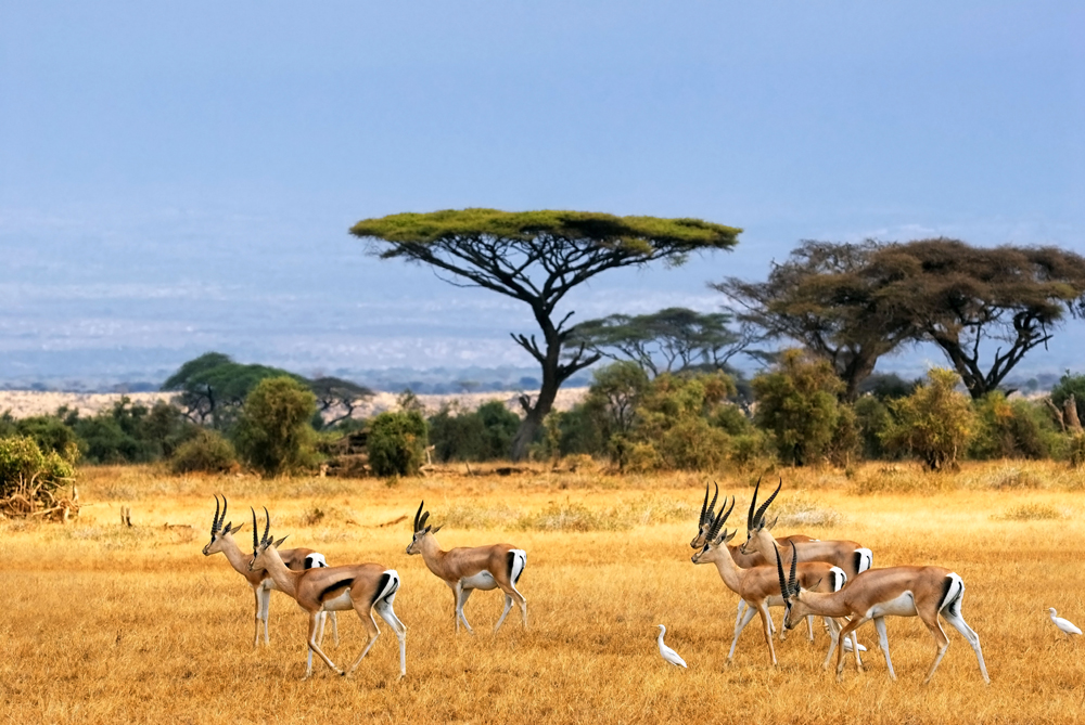 Springbuck