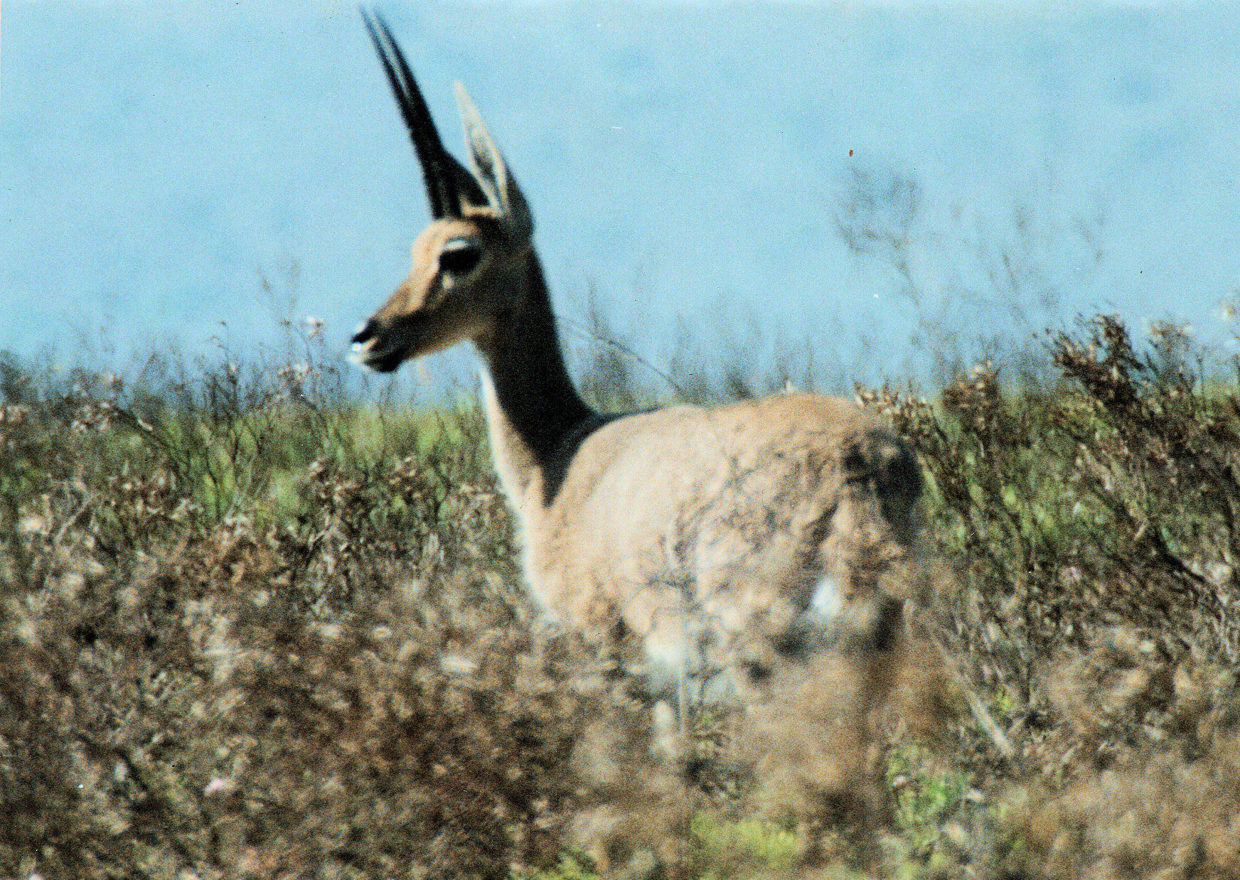 Lategan Safaris – Gallery
